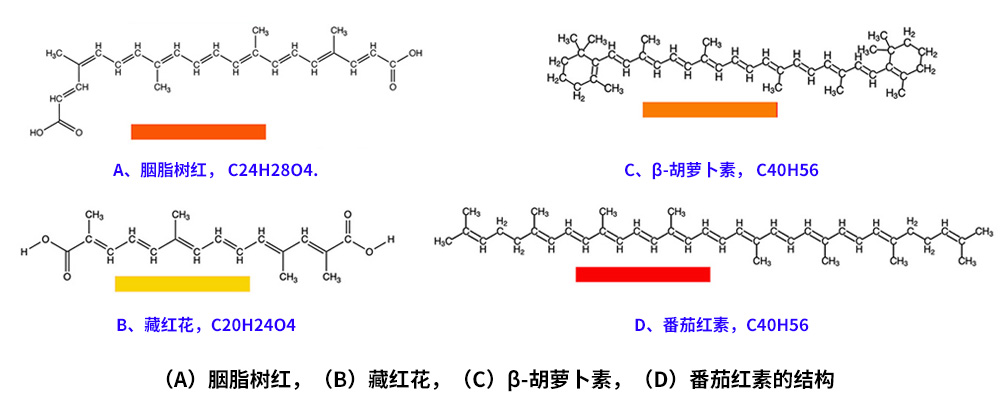 藏紅花、胭脂樹紅、β-胡蘿卜素、番茄紅素的化學結構